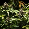 White Widow Auto Strain under natural light, revealing its robust structure and healthy leaves.