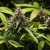 White Widow Auto Strain under natural light, revealing its robust structure and healthy leaves."
