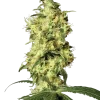White Widow Auto strain displaying dense white trichomes covering the buds.