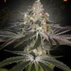 White Widow Strain with crystal-like trichomes and dark green leaves.