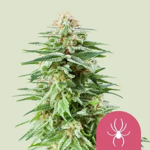 White Widow Strain: Dense, frosty buds with a sparkling layer of trichomes, embodying the classic hybrid's potent and balanced effects