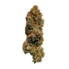 White Widow Strain: A resin-coated bud, showcasing a blend of light and dark green hues with prominent orange pistils.