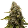 White Widow Strain: Close-up of a compact bud, rich in trichomes and subtle earthy tones, highlighting its famed genetics.