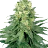 White Widow strain with an impressive cluster of bright, resinous flowers.
