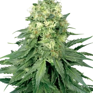 White Widow strain with an impressive cluster of bright, resinous flowers.