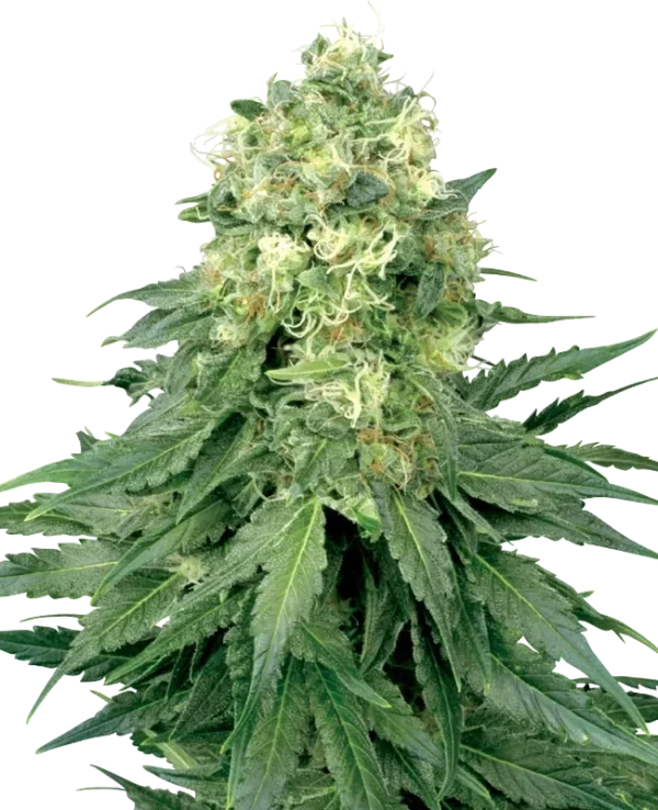 White Widow strain with an impressive cluster of bright, resinous flowers.