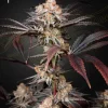 Wonder Pie Strain featuring frosty buds and purple highlights on leaves.