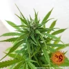 Zkittlez OG Auto strain displaying compact, sticky buds with a colorful mix of green and orange tones.