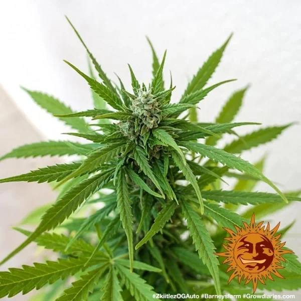 Zkittlez OG Auto strain displaying compact, sticky buds with a colorful mix of green and orange tones.