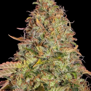 Flowering Zkittlez OG Auto plant with aromatic buds covered in glistening trichomes and orange hairs.