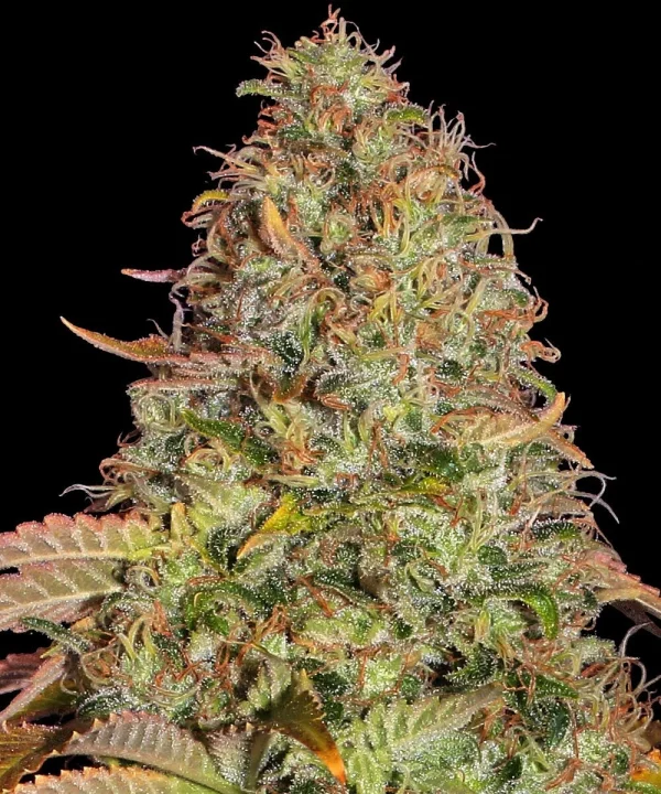 Flowering Zkittlez OG Auto plant with aromatic buds covered in glistening trichomes and orange hairs.