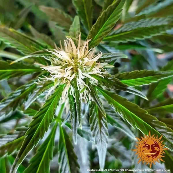 Close-up of Zkittlez OG Auto buds, highlighting a rich layer of frosty trichomes and bright green leaves.