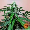 Zkittlez OG Auto strain in full bloom, showcasing dense, resin-coated buds with vibrant orange pistils.