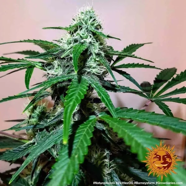 Zkittlez OG Auto strain in full bloom, showcasing dense, resin-coated buds with vibrant orange pistils.