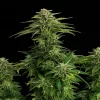 Zkit Kandy Dream plant with dense, trichome-rich buds and serrated green leaves, showing its compact structure