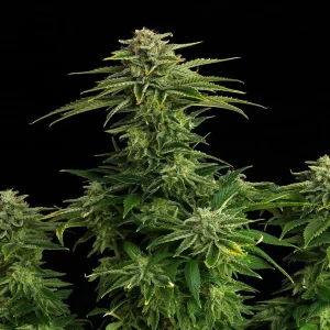 Zkit Kandy Dream plant with dense, trichome-rich buds and serrated green leaves, showing its compact structure