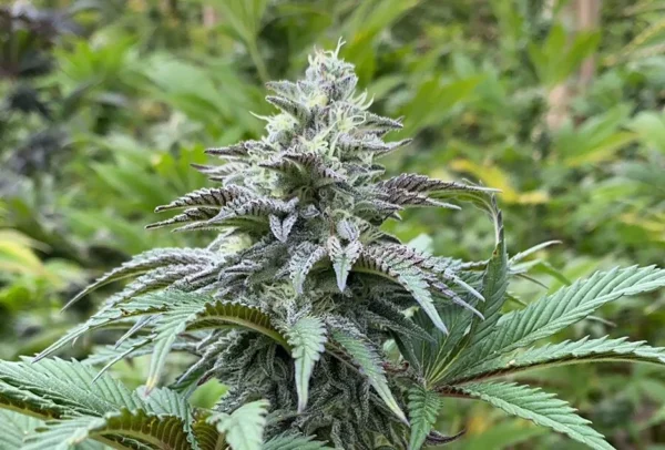 Zkit Kandy Dream Auto plant with compact buds and vibrant green foliage, covered in sticky trichomes.