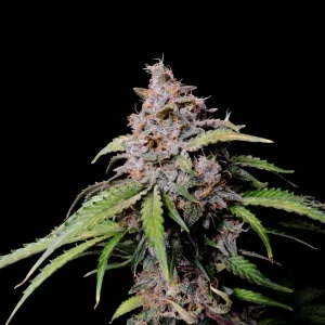 Large Zkittlez Auto cannabis plant against a black background, displaying dense, purple-tinged buds and wide leaves.