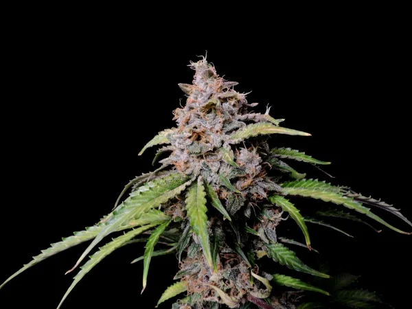 Large Zkittlez Auto cannabis plant against a black background, displaying dense, purple-tinged buds and wide leaves.