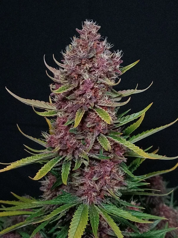 Close-up of Ztrawberriez Auto cannabis bud with frosty trichomes, green and purple hues, and orange pistils