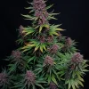 Ztrawberriez Auto plant with dense, resin-coated buds and dark green leaves against a black background