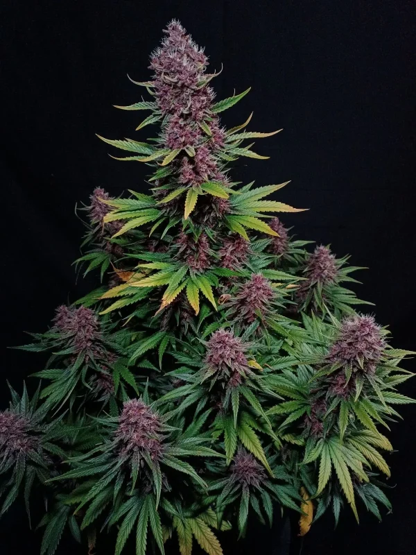 Ztrawberriez Auto plant with dense, resin-coated buds and dark green leaves against a black background