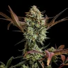 Vibrant Ztrawberriez Auto plant displaying multiple purple-tinged buds and large green leaves