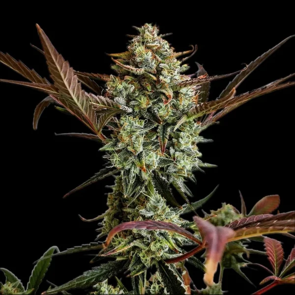 Vibrant Ztrawberriez Auto plant displaying multiple purple-tinged buds and large green leaves