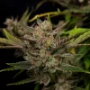 Main cola of Ztrawberriez Auto with purple and green tones, covered in trichomes and surrounded by narrow leaves