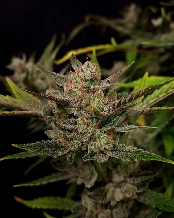Main cola of Ztrawberriez Auto with purple and green tones, covered in trichomes and surrounded by narrow leaves