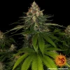 Shiskaberry strain from Barney's Farm showing dense, resinous buds with deep green tones and bright orange pistils.