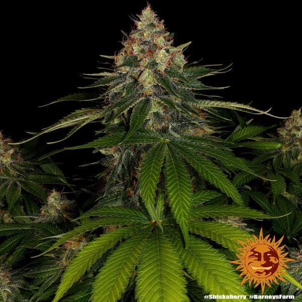 Shiskaberry strain from Barney's Farm showing dense, resinous buds with deep green tones and bright orange pistils.