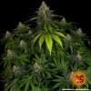"Shiskaberry cannabis strain with thick trichome coverage and vibrant buds ready for harvest.