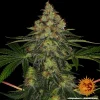 Close-up of Shiskaberry buds highlighting a frosty layer of trichomes and vivid orange hairs.