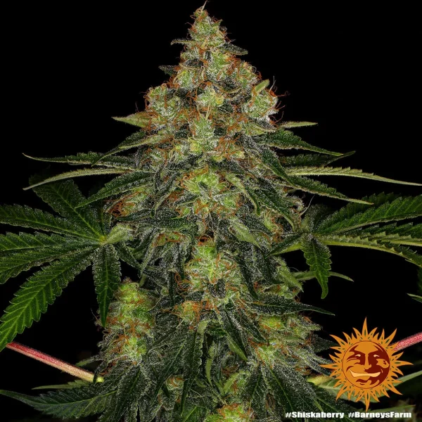 Close-up of Shiskaberry buds highlighting a frosty layer of trichomes and vivid orange hairs.