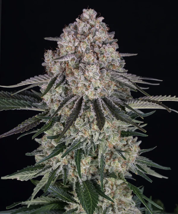 Close-up of Sour Diesel Auto's main cola with frosty trichomes and narrow leaves