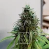 AK Auto plant with dense buds, showcasing vibrant green leaves and orange pistils in an indoor grow setup