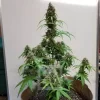 Tall AK Auto cannabis plant with multiple budding sites and thick trichome coverage on a dark backdrop