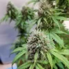 Close-up of AK Auto bud, highlighting bright green foliage, orange pistils, and a layer of trichomes