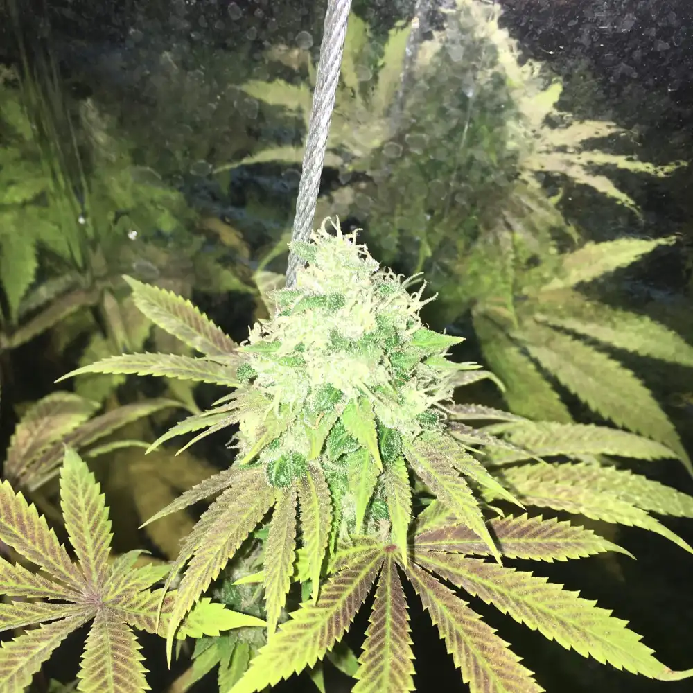 Afgooey cannabis plant with dense bud and frosty trichomes, supported by a string in an indoor grow environment.