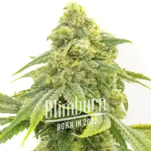 Alien OG strain by Blimburn Seeds, showing a robust and frosty bud formation.