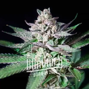 Alien Rock Candy strain, coated in trichomes, highlighting its dense, sticky buds.