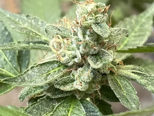 Close-up of Alienz cannabis strain, showing frosty buds with prominent trichomes and orange pistils, set against a natural green leaf background.