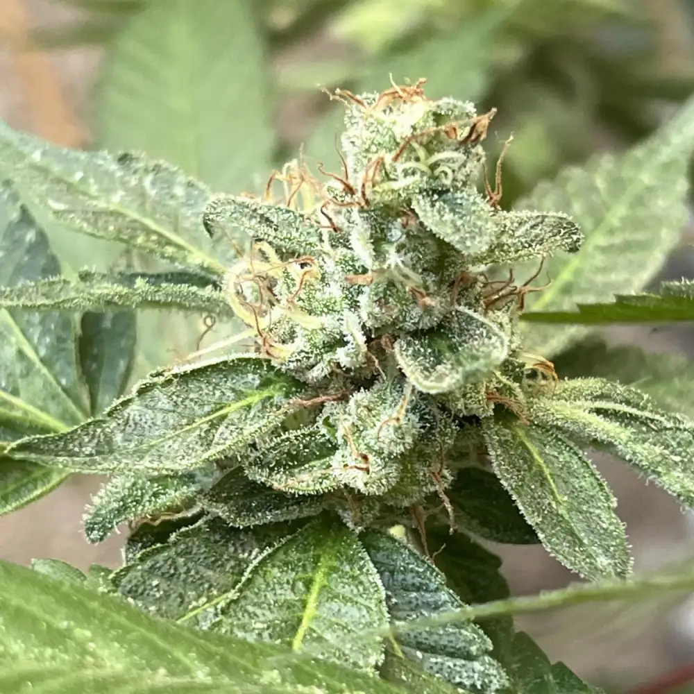 Close-up of Alienz cannabis strain, showing frosty buds with prominent trichomes and orange pistils, set against a natural green leaf background.