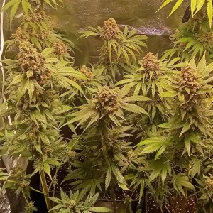 Anti Mold Strain Cultivation Guide