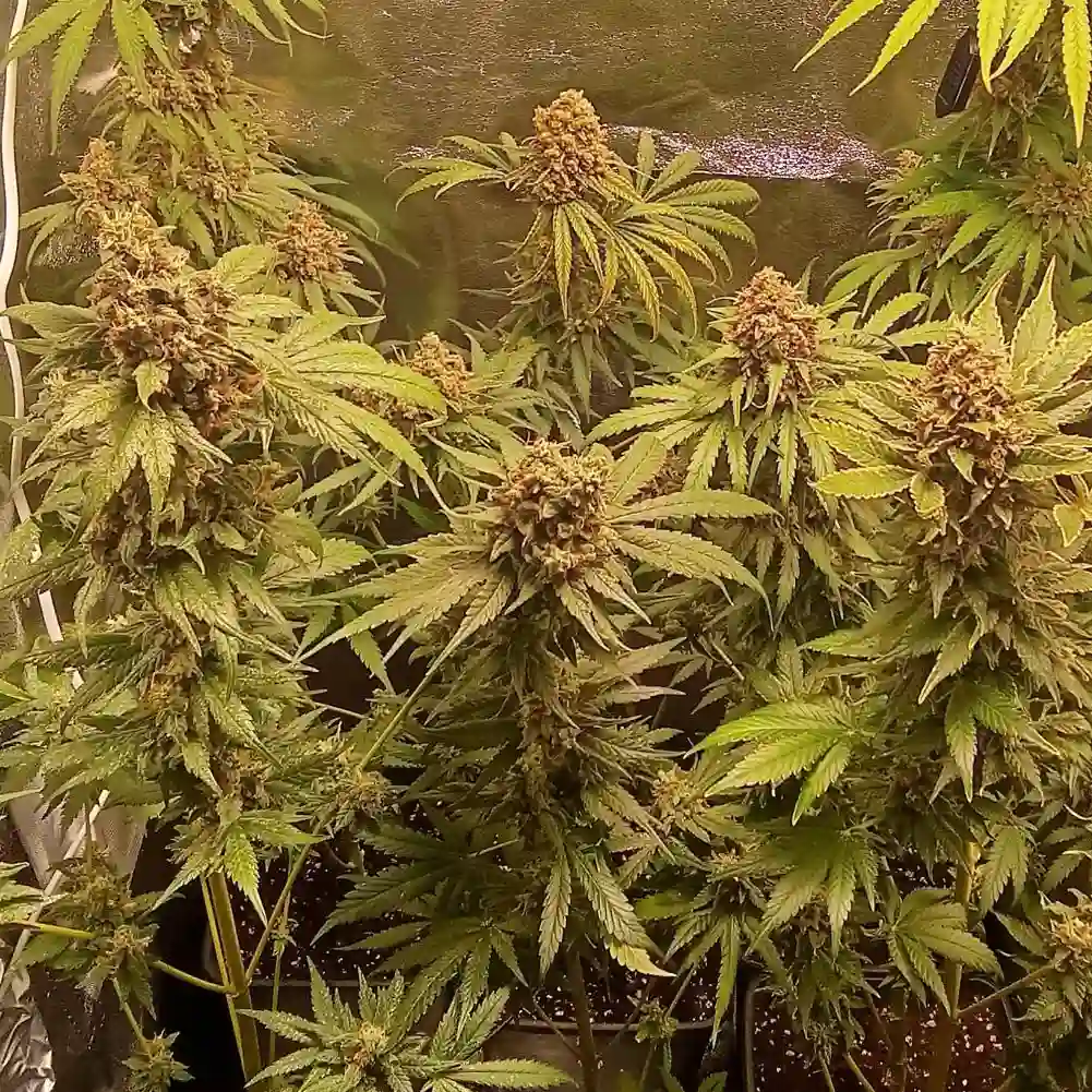 Indoor cannabis grow featuring multiple anti-mold resistant strain plants with large dense buds and vibrant green leaves under grow lights.