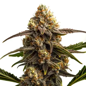 Apple Fritter Auto Strain from Blimburn Seeds with vivid colors and frosty trichomes.