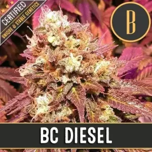 BC Diesel strain with purple hues and a frosty trichome layer