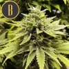 BC Diesel plant in flowering, rich in dark green leaves and white pistils