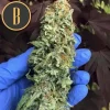 BC Diesel strain with thick cola and sparkling trichomes held in a gloved hand.